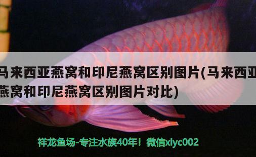 印尼觀賞魚進(jìn)口價(jià)格表大全圖解圖片(印尼觀賞魚進(jìn)口價(jià)格表大全圖解圖片及價(jià)格) 觀賞魚進(jìn)出口 第1張