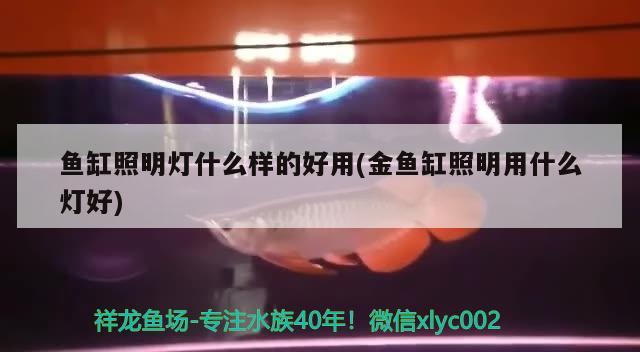 魚缸照明燈什么樣的好用(金魚缸照明用什么燈好) 印尼三紋虎