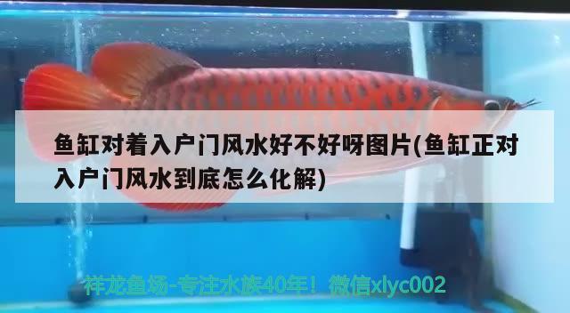 魚缸對著入戶門風水好不好呀圖片(魚缸正對入戶門風水到底怎么化解) 魚缸風水 第2張