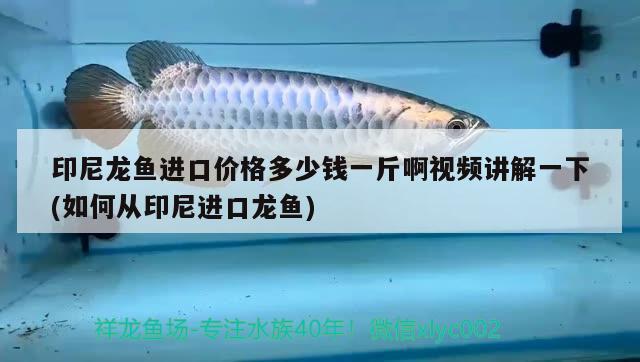 印尼龍魚進(jìn)口價(jià)格多少錢一斤啊視頻講解一下(如何從印尼進(jìn)口龍魚) 觀賞魚進(jìn)出口