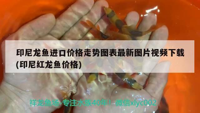 印尼龍魚進口價格走勢圖表最新圖片視頻下載(印尼紅龍魚價格) 紅龍魚百科