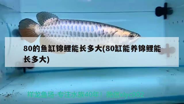 80的魚缸錦鯉能長多大(80缸能養(yǎng)錦鯉能長多大) 龍魚批發(fā)