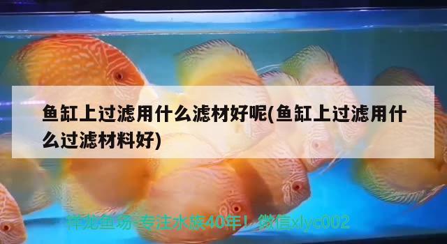 精選問答，金牡丹魚和月光魚的區(qū)別