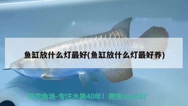 魚缸放什么燈最好(魚缸放什么燈最好養(yǎng)) 恐龍王魚