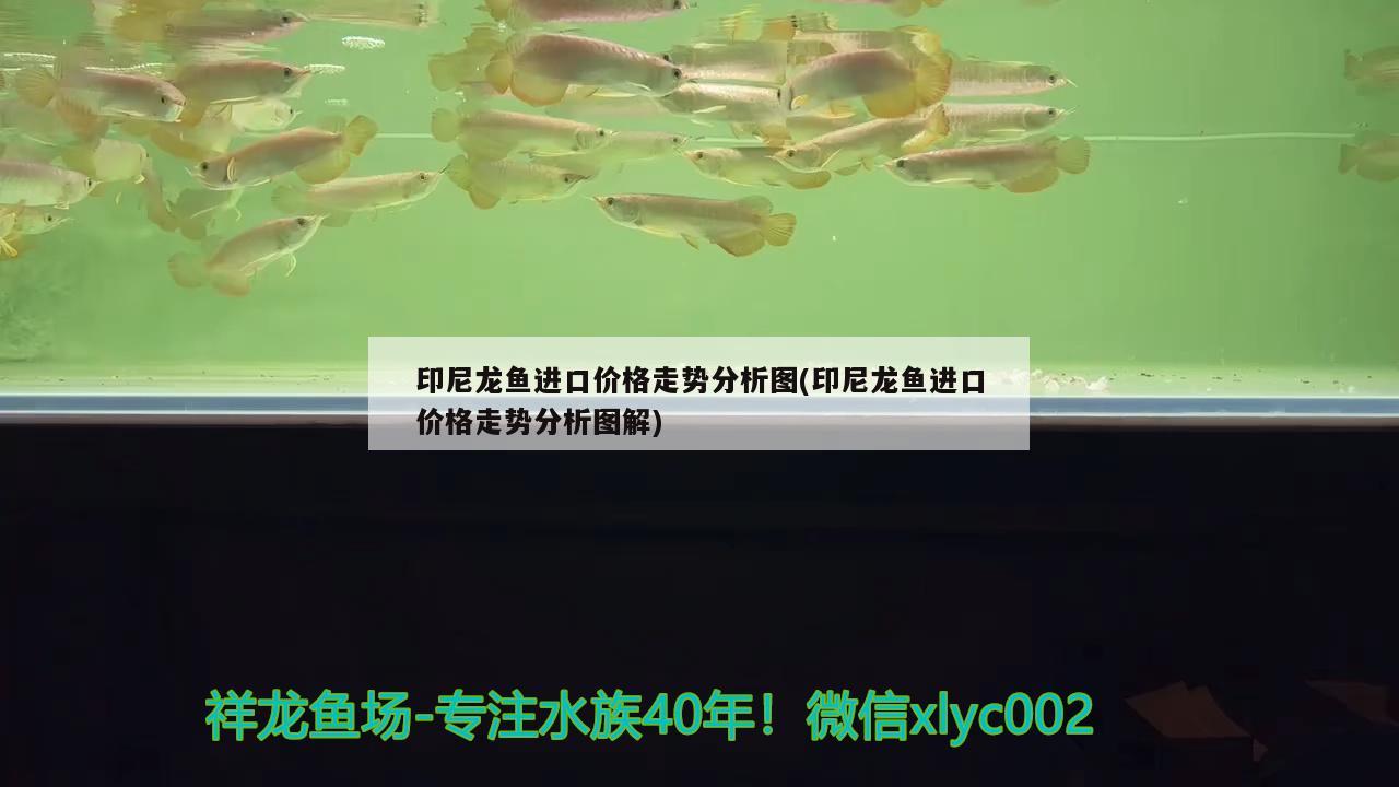 印尼龍魚進口價格走勢分析圖(印尼龍魚進口價格走勢分析圖解) 觀賞魚進出口