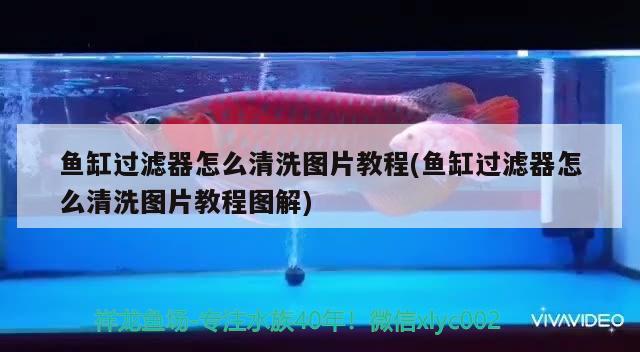 魚缸過濾器怎么清洗圖片教程(魚缸過濾器怎么清洗圖片教程圖解)