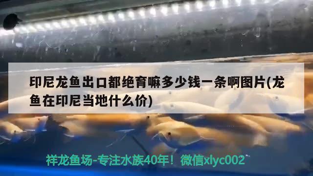 威猛霸氣泰國虎 泰國虎魚 第1張