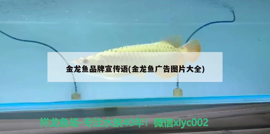 金龍魚品牌宣傳語(金龍魚廣告圖片大全)