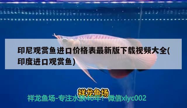 印尼觀賞魚進口價格表最新版下載視頻大全(印度進口觀賞魚) 觀賞魚進出口