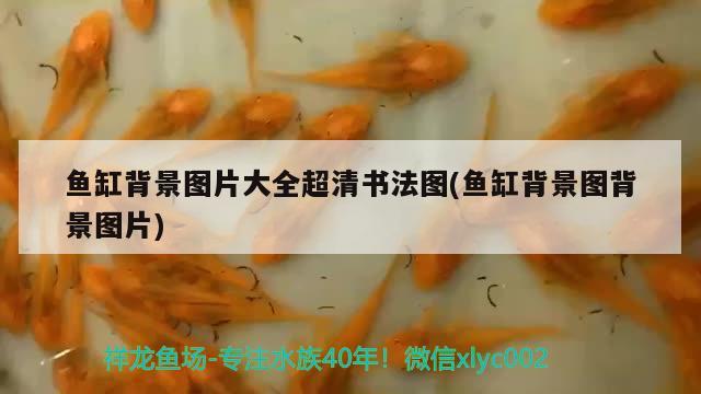 魚缸背景圖片大全超清書法圖(魚缸背景圖背景圖片) ?；?異型虎魚/純色虎魚