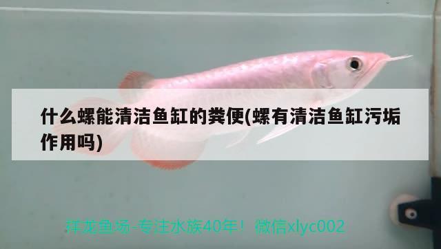 什么螺能清潔魚(yú)缸的糞便(螺有清潔魚(yú)缸污垢作用嗎)