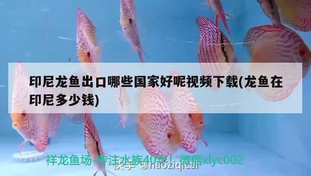 印尼龍魚出口哪些國家好呢視頻下載(龍魚在印尼多少錢) 觀賞魚進出口