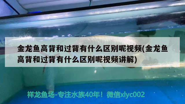 金龍魚高背和過背有什么區(qū)別呢視頻(金龍魚高背和過背有什么區(qū)別呢視頻講解) 養(yǎng)魚的好處