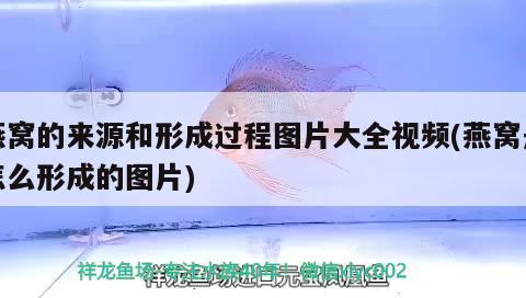 不同品種孔雀魚會雜交嗎怎么繁殖的 錦鯉飼料 第2張