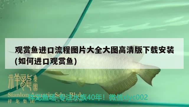 觀賞魚進(jìn)口流程圖片大全大圖高清版下載安裝(如何進(jìn)口觀賞魚)