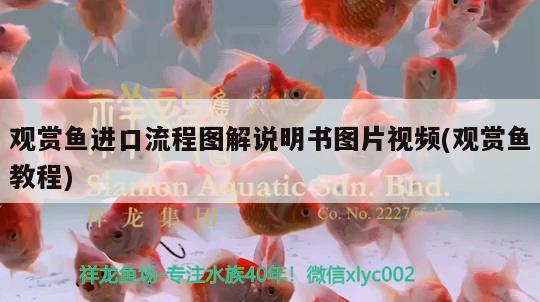 觀賞魚進(jìn)口流程圖解說明書圖片視頻(觀賞魚教程)