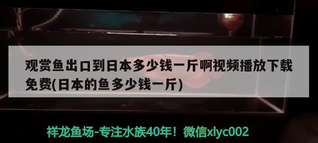 觀賞魚(yú)出口到日本多少錢(qián)一斤啊視頻播放下載免費(fèi)(日本的魚(yú)多少錢(qián)一斤) 觀賞魚(yú)進(jìn)出口