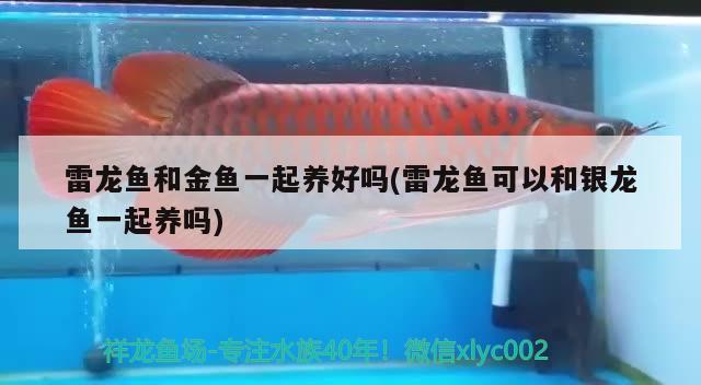 雷龍魚和金魚一起養(yǎng)好嗎(雷龍魚可以和銀龍魚一起養(yǎng)嗎) 銀龍魚百科