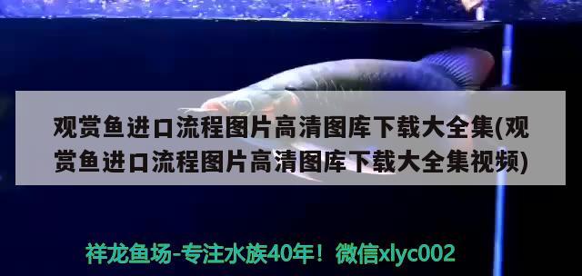 魚(yú)缸過(guò)濾網(wǎng)有黑色蟲(chóng)子（魚(yú)缸過(guò)濾網(wǎng)里的黑蟲(chóng)）