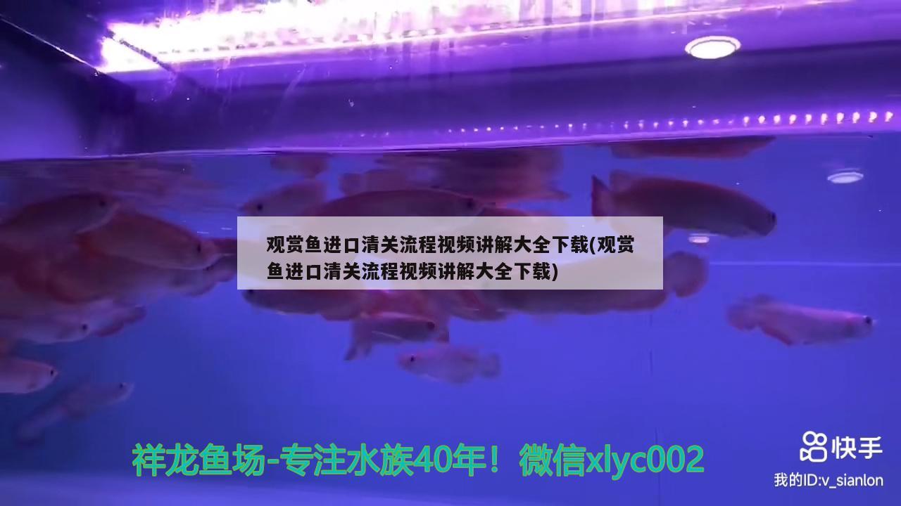 漂亮的魚缸造景圖片大全：漂亮的魚缸造景圖片大全集