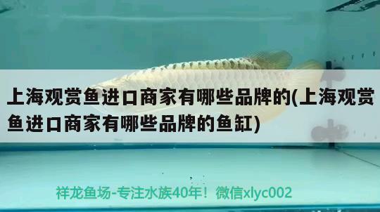 漂亮的魚缸造景圖片大全：漂亮的魚缸造景圖片大全集