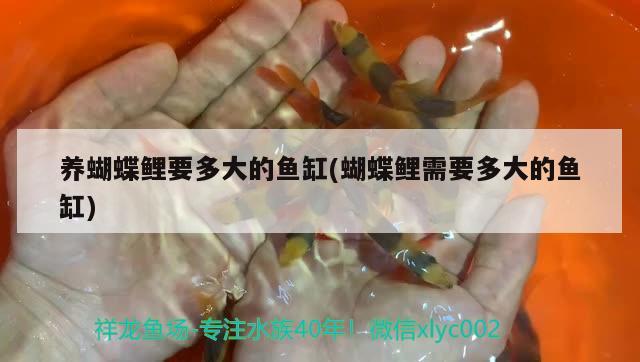 養(yǎng)蝴蝶鯉要多大的魚缸(蝴蝶鯉需要多大的魚缸) 蝴蝶鯉 第2張