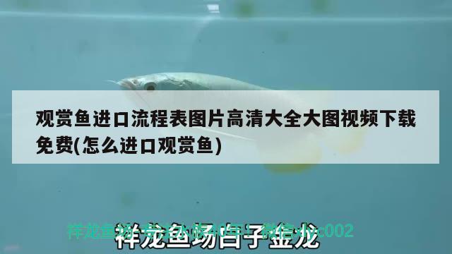 觀賞魚進(jìn)口流程表圖片高清大全大圖視頻下載免費(怎么進(jìn)口觀賞魚) 觀賞魚進(jìn)出口