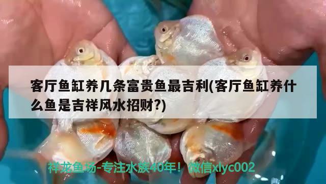 客廳魚(yú)缸養(yǎng)幾條富貴魚(yú)最吉利(客廳魚(yú)缸養(yǎng)什么魚(yú)是吉祥風(fēng)水招財(cái)?)