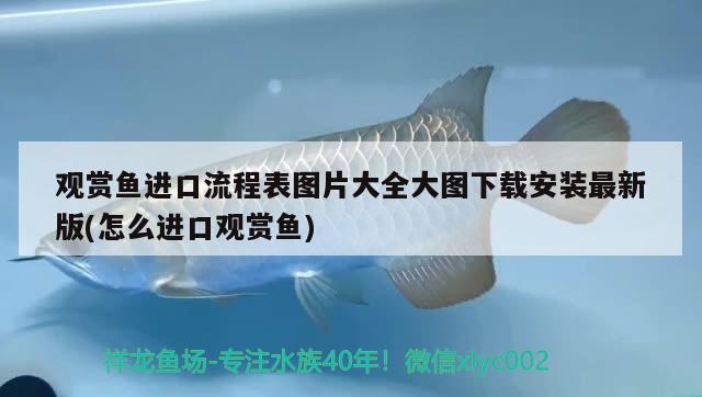 觀賞魚(yú)進(jìn)口流程表圖片大全大圖下載安裝最新版(怎么進(jìn)口觀賞魚(yú)) 觀賞魚(yú)進(jìn)出口