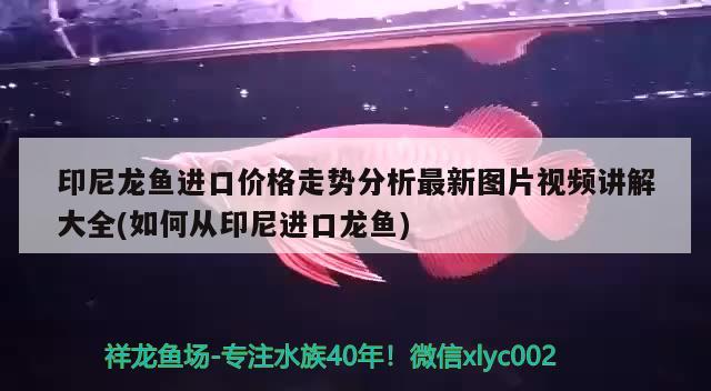 印尼龍魚進口價格走勢分析最新圖片視頻講解大全(如何從印尼進口龍魚) 觀賞魚進出口