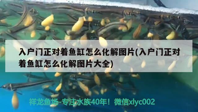 入戶門正對著魚缸怎么化解圖片(入戶門正對著魚缸怎么化解圖片大全) 夢幻雷龍魚