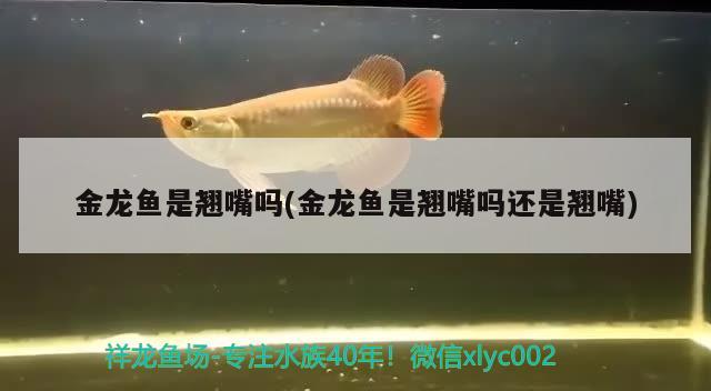 魚缸里長(zhǎng)褐色的藻(魚缸里長(zhǎng)褐色的藻是什么藻) 魚缸風(fēng)水