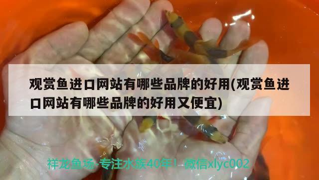 觀賞魚進口網(wǎng)站有哪些品牌的好用(觀賞魚進口網(wǎng)站有哪些品牌的好用又便宜) 觀賞魚進出口