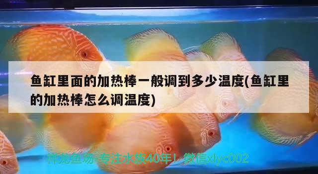 金魚缸怎么放水好（金魚缸怎么放水好看） 夢幻雷龍魚