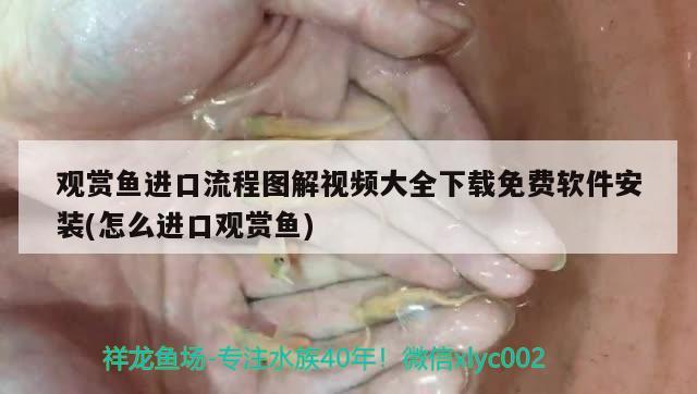 觀賞魚進口流程圖解視頻大全下載免費軟件安裝(怎么進口觀賞魚) 觀賞魚進出口