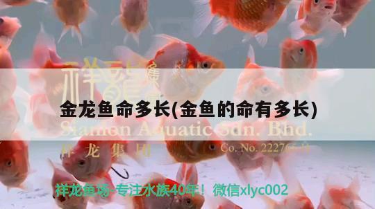 金龍魚命多長(zhǎng)(金魚的命有多長(zhǎng)) 月光鴨嘴魚苗