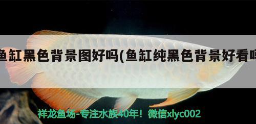 魚缸黑色背景圖好嗎(魚缸純黑色背景好看嗎) 委內(nèi)瑞拉奧里諾三間魚苗