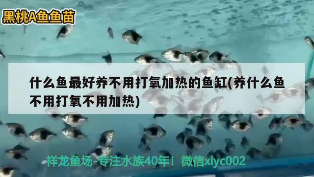 什么魚最好養(yǎng)不用打氧加熱的魚缸(養(yǎng)什么魚不用打氧不用加熱)