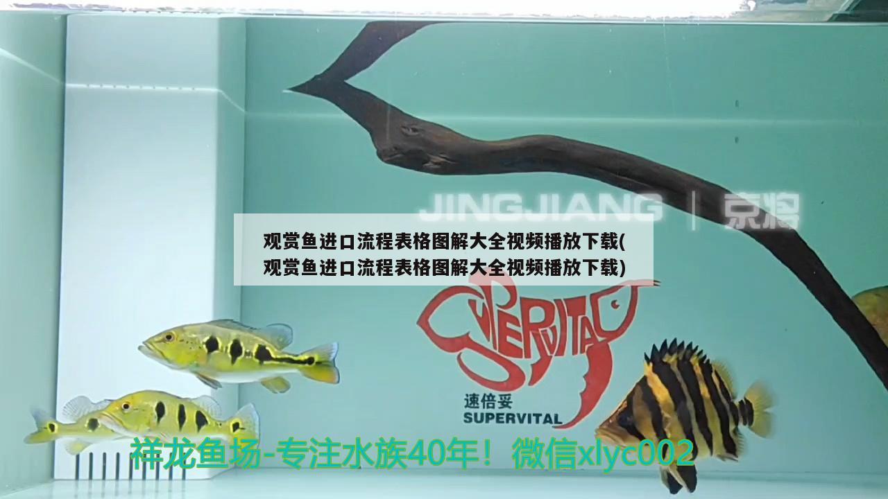 觀賞魚進(jìn)口流程表格圖解大全視頻播放下載(觀賞魚進(jìn)口流程表格圖解大全視頻播放下載) 觀賞魚進(jìn)出口