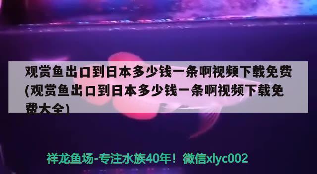 紅龍體型七鰭這條怎么樣？ 鸚鵡魚 第3張