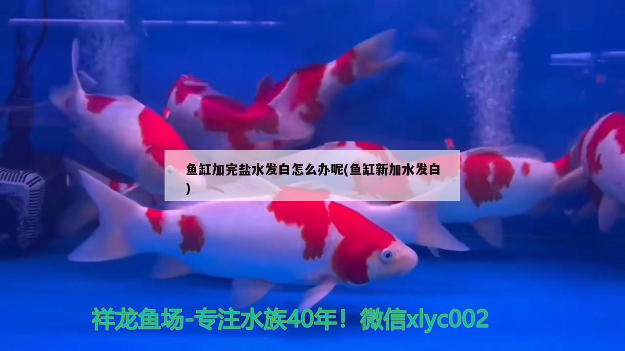 魚缸加完鹽水發(fā)白怎么辦呢(魚缸新加水發(fā)白)