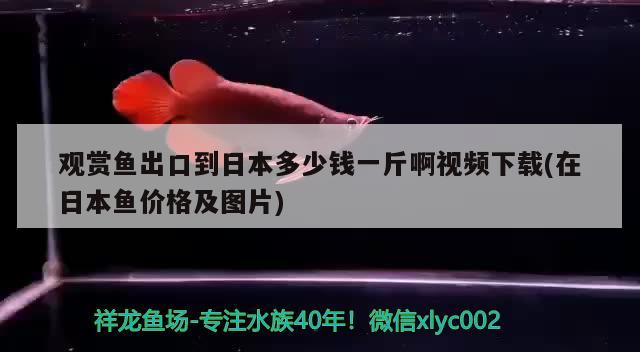 觀賞魚出口到日本多少錢一斤啊視頻下載(在日本魚價(jià)格及圖片) 觀賞魚進(jìn)出口