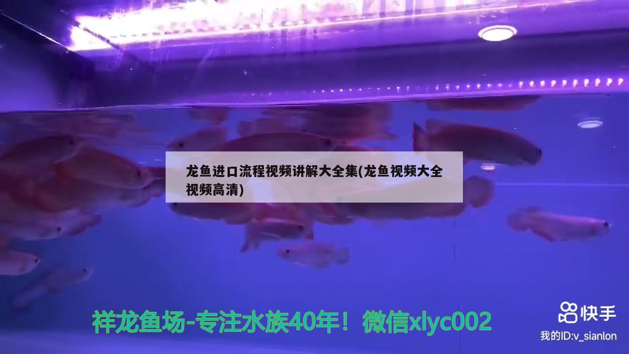 龍魚進口流程視頻講解大全集(龍魚視頻大全視頻高清) 觀賞魚進出口