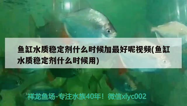 魚缸水質(zhì)穩(wěn)定劑什么時候加最好呢視頻(魚缸水質(zhì)穩(wěn)定劑什么時候用) 祥龍龍魚魚糧