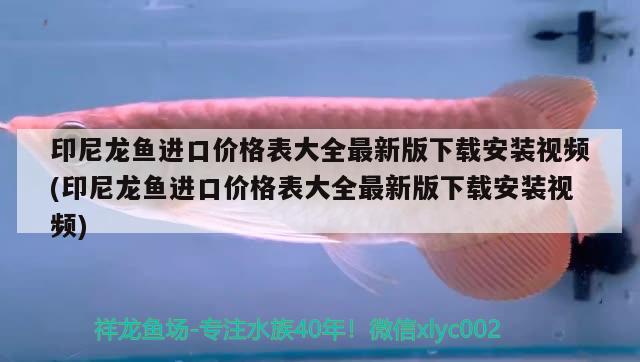 印尼龍魚進(jìn)口價(jià)格表大全最新版下載安裝視頻(印尼龍魚進(jìn)口價(jià)格表大全最新版下載安裝視頻) 觀賞魚進(jìn)出口