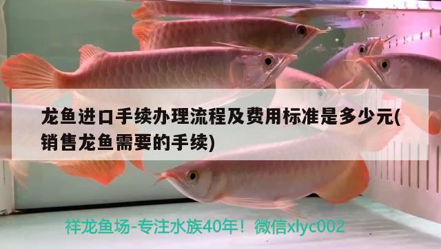 龍魚(yú)進(jìn)口手續(xù)辦理流程及費(fèi)用標(biāo)準(zhǔn)是多少元(銷售龍魚(yú)需要的手續(xù)) 觀賞魚(yú)進(jìn)出口