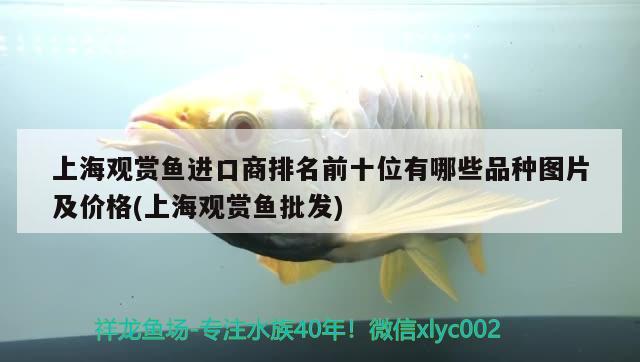 上海觀賞魚進(jìn)口商排名前十位有哪些品種圖片及價(jià)格(上海觀賞魚批發(fā)) 觀賞魚進(jìn)出口