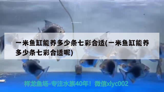 一米魚(yú)缸能養(yǎng)多少條七彩合適(一米魚(yú)缸能養(yǎng)多少條七彩合適呢) 朱巴利魚(yú)