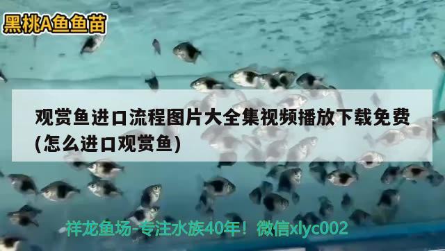 北京仟湖水族觀賞魚及寵物有限公司安貞店 仟湖 第2張