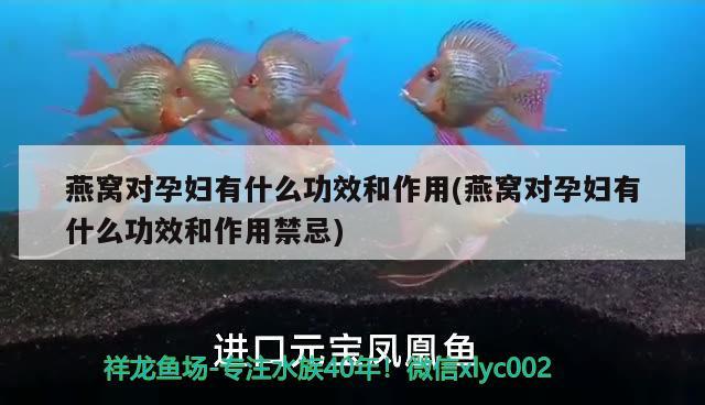 龍魚用藥注意事項：龍魚用藥注意事項有哪些